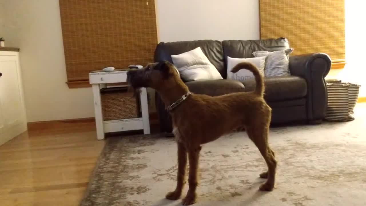 Irish Terrier Boden NOT diggin' Boden