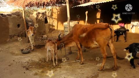 Cow 🐄 baby is breastfed.