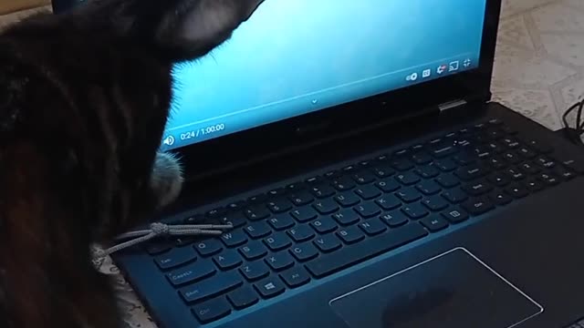 Cat tries to catch fishes on screen🤣