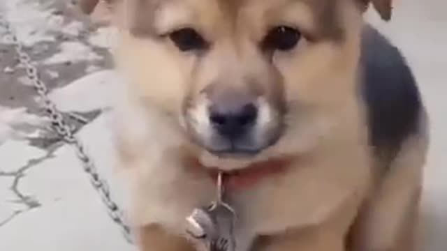 Cute puppy 🐕🐕🐕 puppy sound