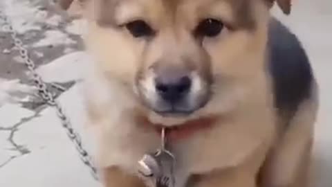 Cute puppy 🐕🐕🐕 puppy sound