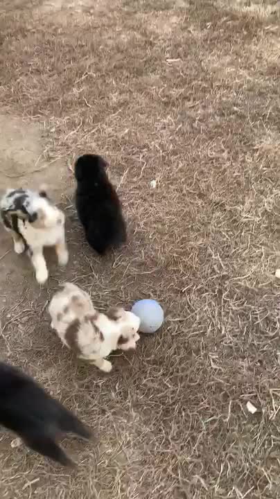 three puppies fall into burrow one after another - we fostered three puppies | the d'amelio family