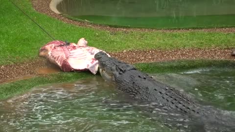 crocodile fighting with Zookeeper