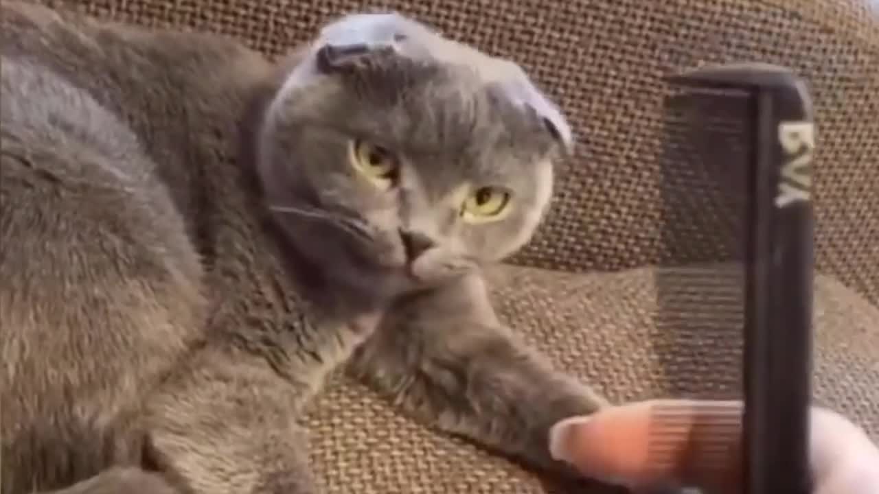 Cat funny videos c
