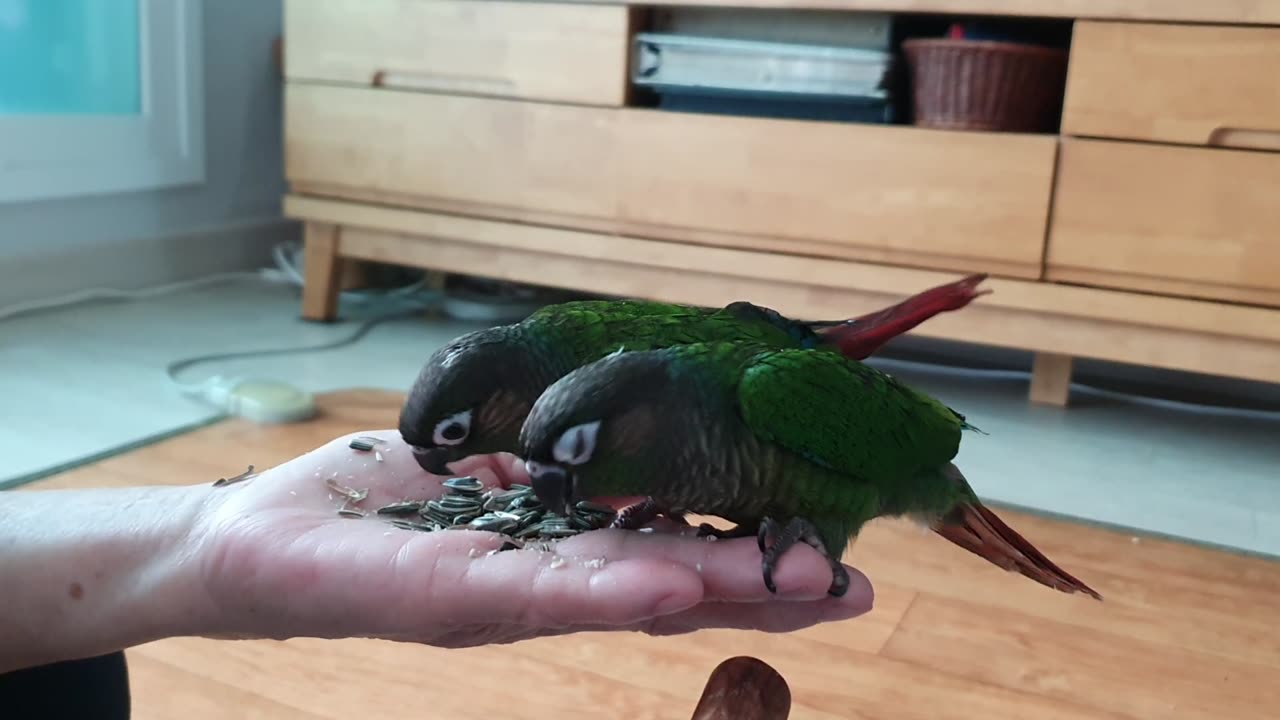 conures eating sunflower seeds on the palm