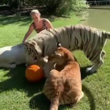 Wilde animals and human relations