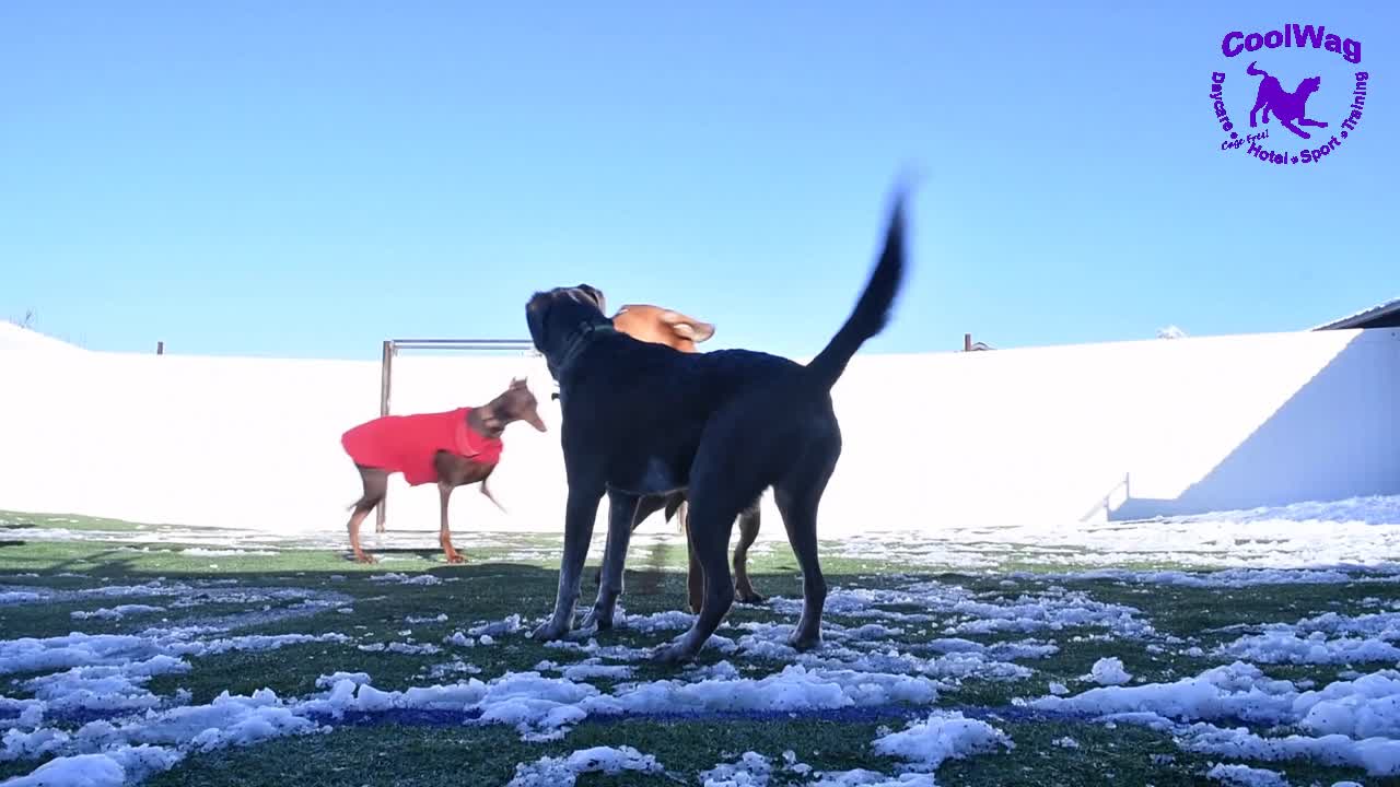 Coolwag dogs playing in the melting snow and Lucy Lou licking the camera