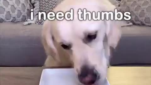 Dog Review food dog training goldan dog