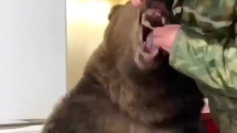 Pet Bear