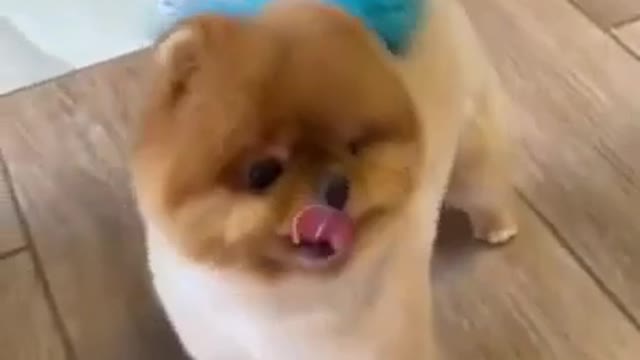 Funny and cute dog video dancing