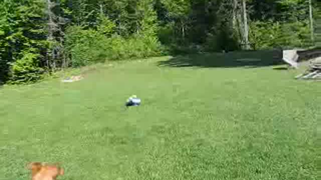 A Golden Retriever playing and retrieving a busted ball