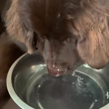 Silly dog blowing bubbles in the water bowl