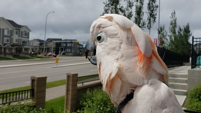 Identity crisis: Cockatoo thinks he is a chicken