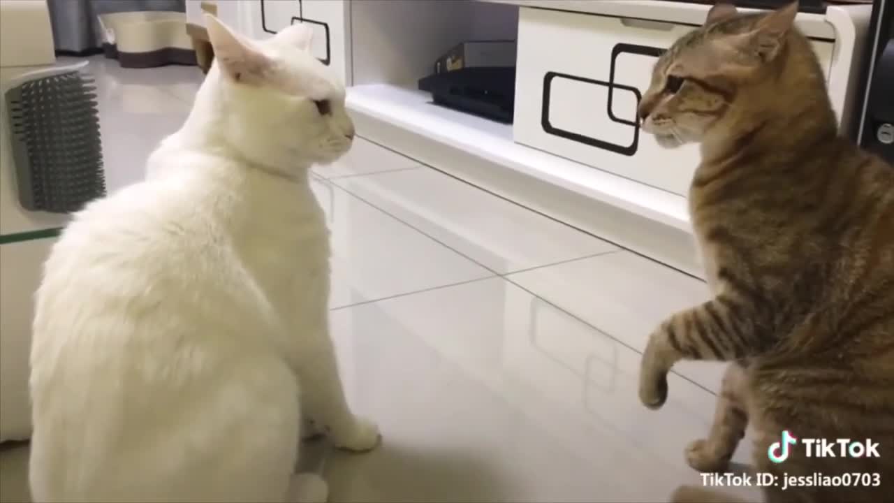 English speaking cats, very funny!