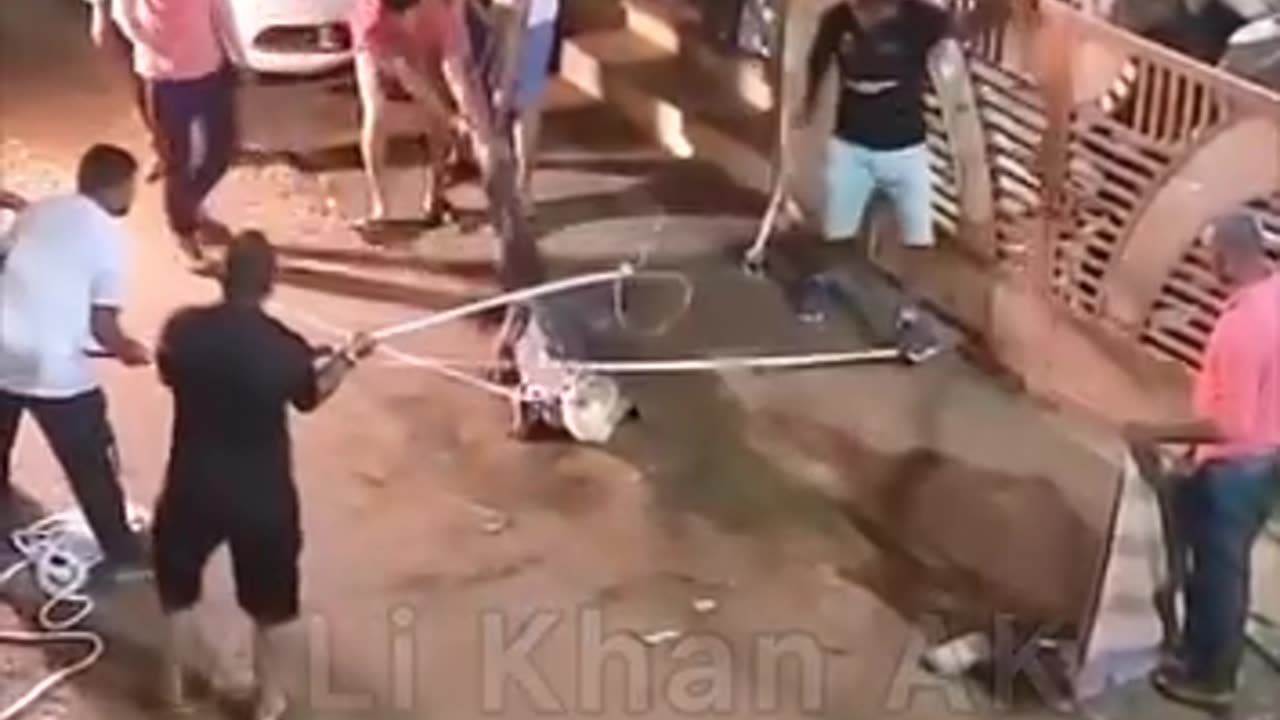 Alligator in Ghulshan e Iqbal Karachi