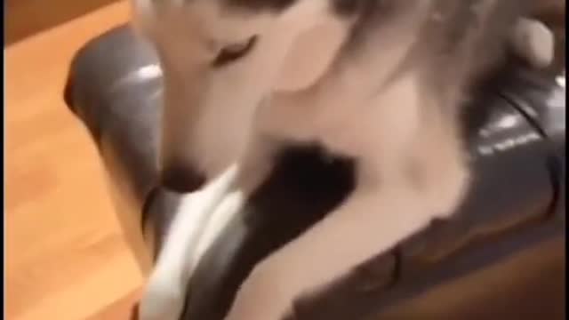 Caaaaaaats_