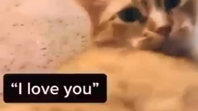 Video about cat