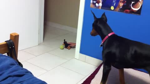 funny scared doberman