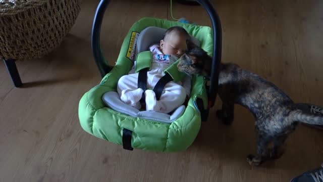 Cats Meeting Babies for the FIRST Time : REACTIONS