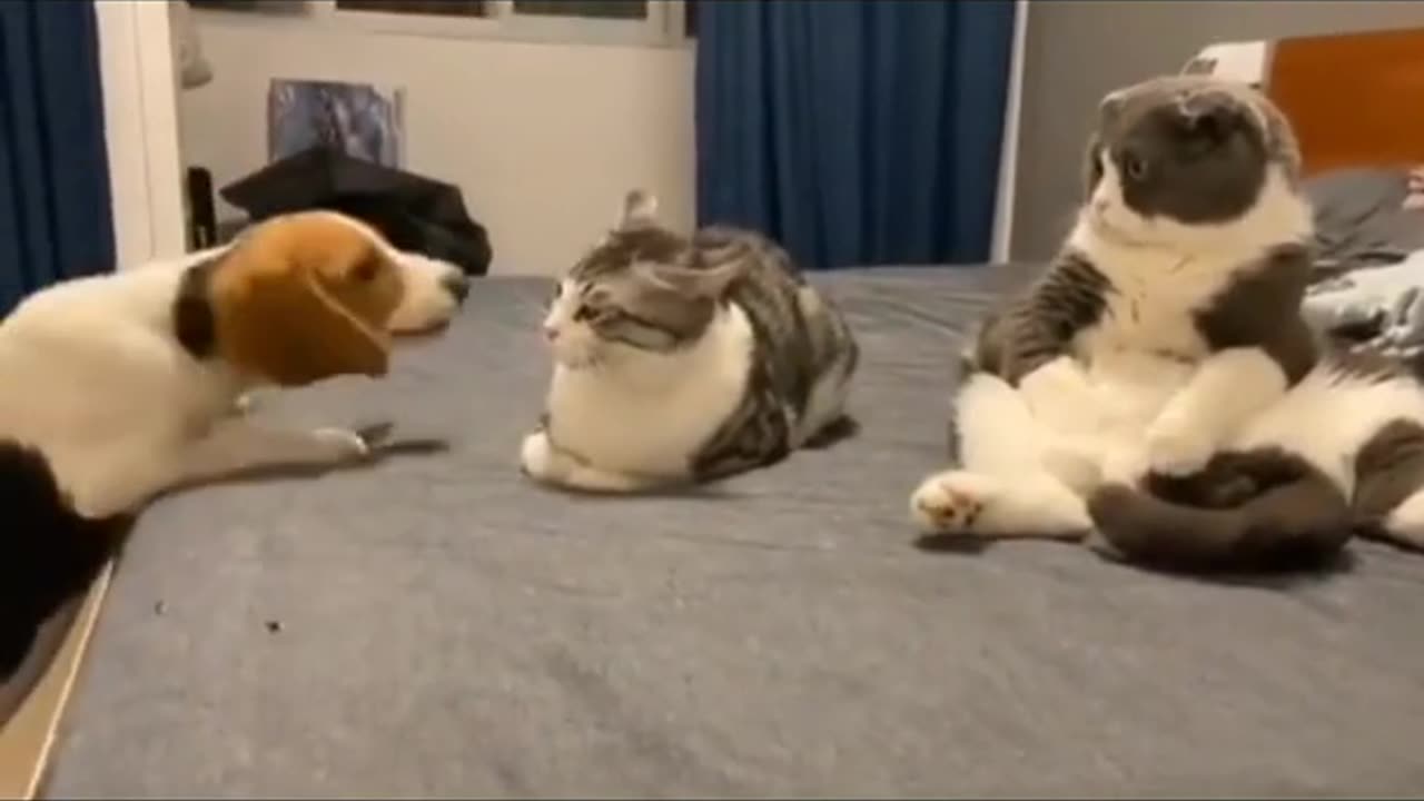Dog🐶 Cat😼Fight #funny dog #animal fight # #shorts #viral