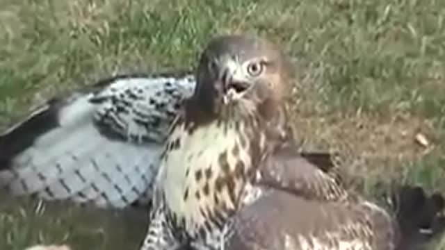 Red Tail Hawk Catches a Squirrel