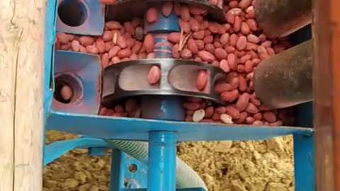 Ground nut crop