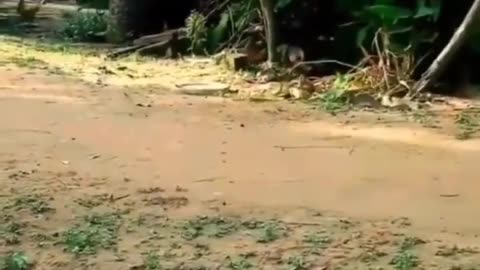 Funny cat video