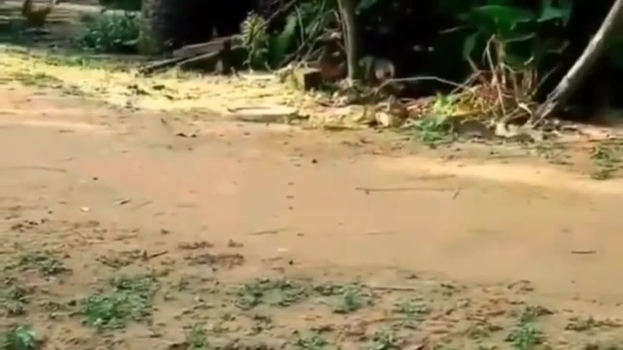 Funny cat video