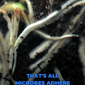 🎙️ Unveiling Microbial Mysteries 🌿