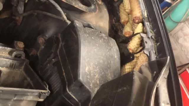 Squirrels Absolutely Stuff Car Engine With Pinecones