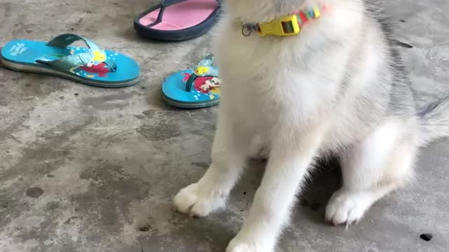 Puppy Husky is Learnings How to Wait for Orders.