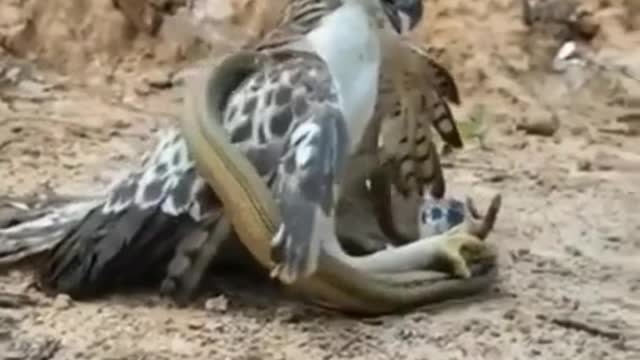 Snake fights bird to eat must watch | snake attack bird to death | bird Vs snake