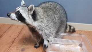 Raccoon is eager to find the cotton candy that has melted into the water.