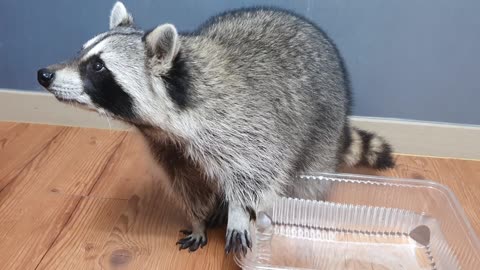 Raccoon is eager to find the cotton candy that has melted into the water.
