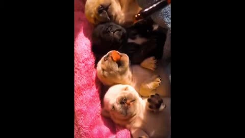Cute dog - feeding the little puppies