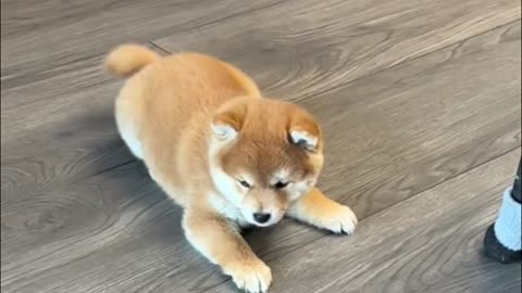 Have you ever seen a lion dance or a dog dance?