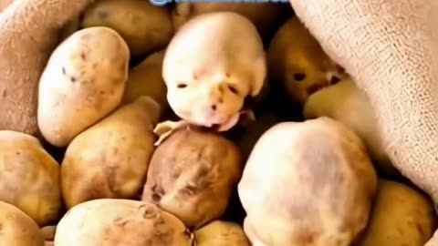 Why these potatoes look like puppies?