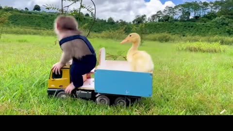 Little monkey took his best friend little yellow duck on a field trip