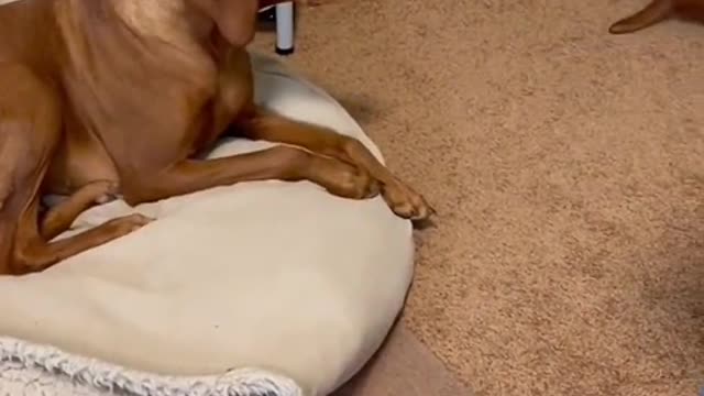 My favorite thing to do after get off work is play with the dog.