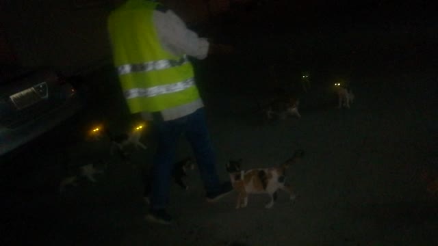 Feeding cats. And great views. Al, Ayoun al, Manwara. .القطط