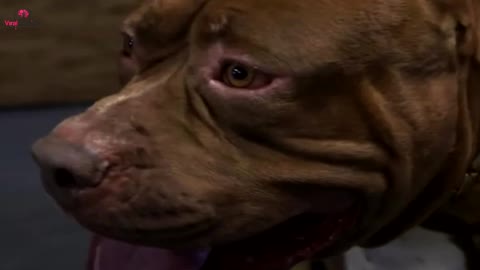 HHMMMMM... DOG BARKS AT BABYSITTER, SO MOM HIDES CAMERA IN HAIR.