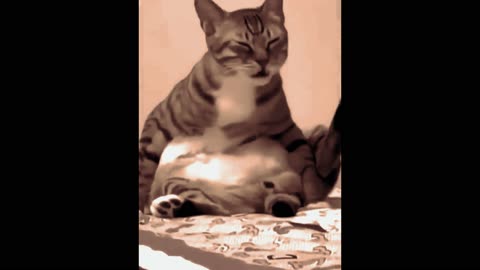 Dog and Cats funny mems #SHORTS