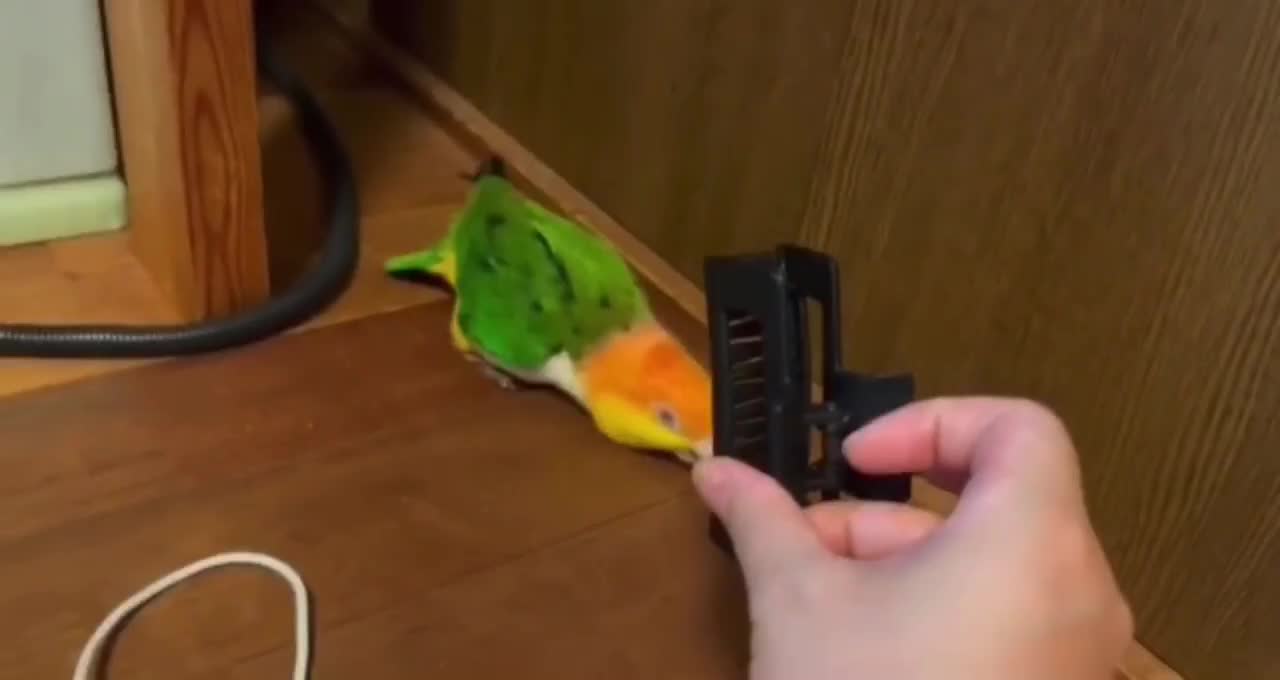 Ding Dong, your little cute is online