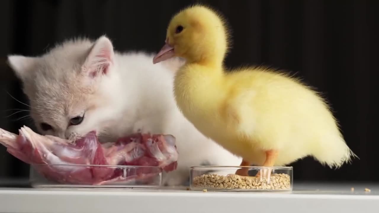 ASMR: Watching a Kitten and Duck Enjoy a Yummy Meal