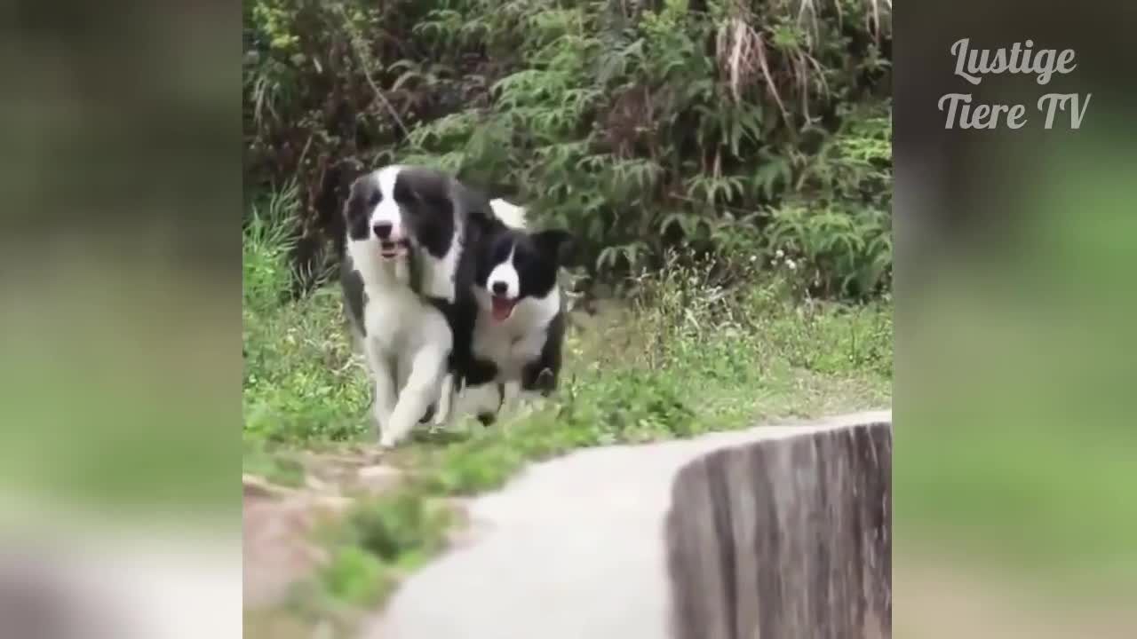 cute and Funny Cats and Dogs Compilation video.