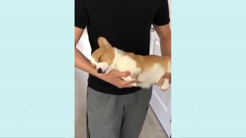 Fanny dog video