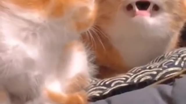 Funniest Cat Videos That Will Make You Laugh - Funny Cats and Dogs Videos