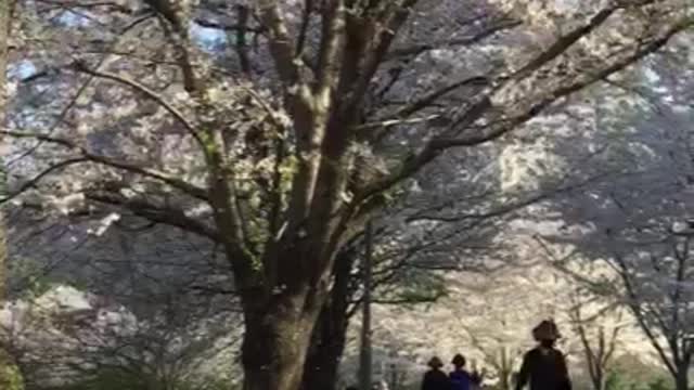 Falling cherry blossoms