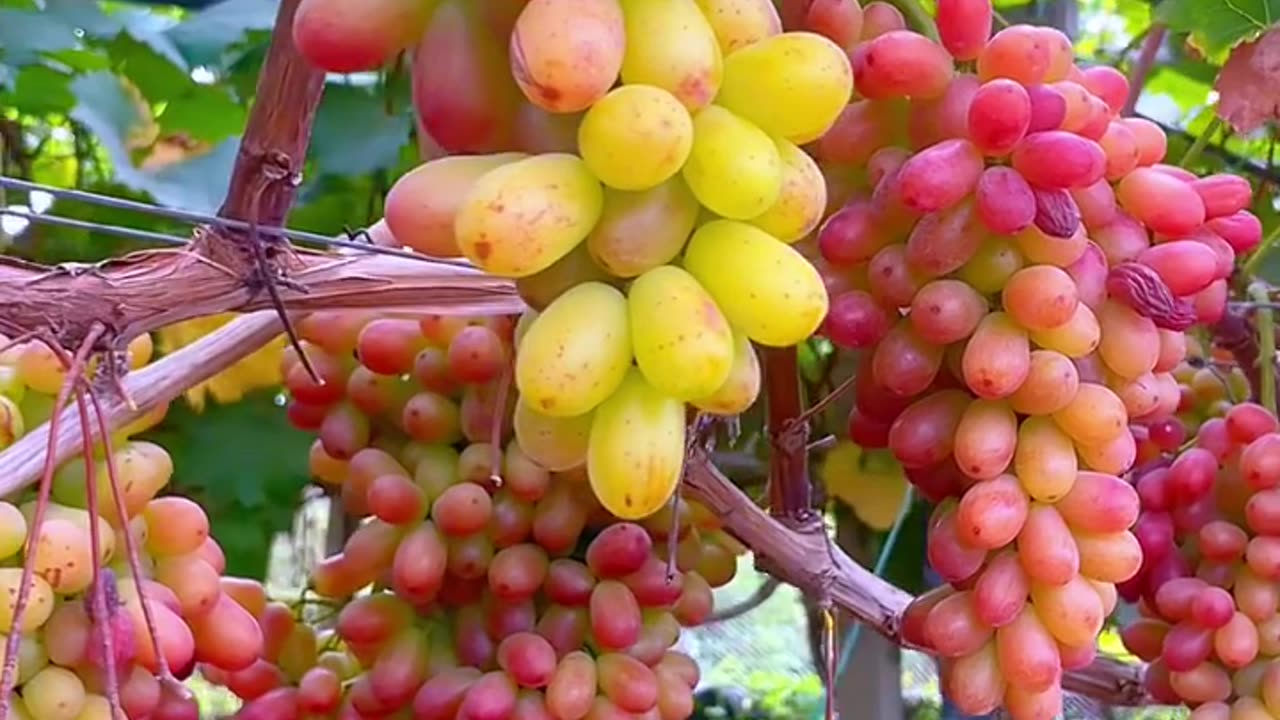 Nayamashi Grapes