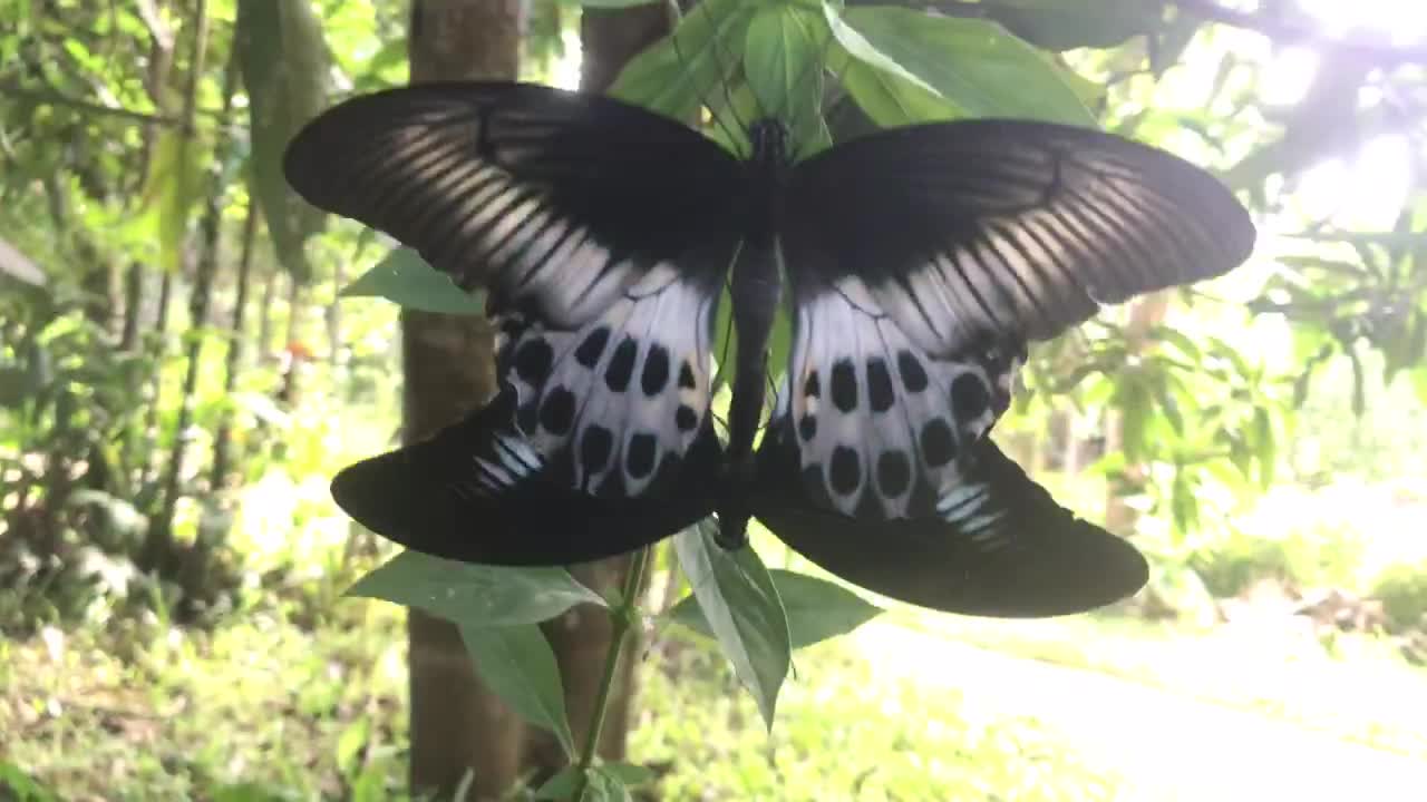 A beautiful moment when two butterflies mate